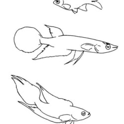 Peixes