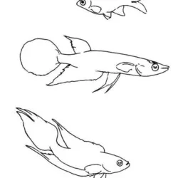 Peixes para imprimir e colorir