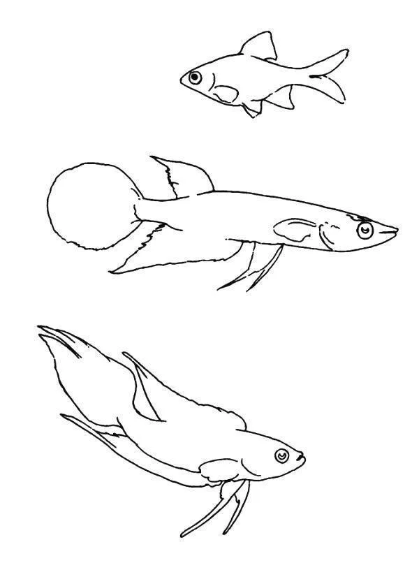 Peixes