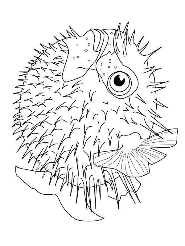 Peixes