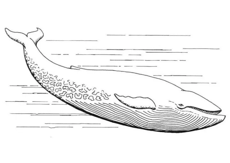 Baleias