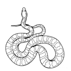 página para colorir com cobra de desenho animado 15391873 Vetor no Vecteezy