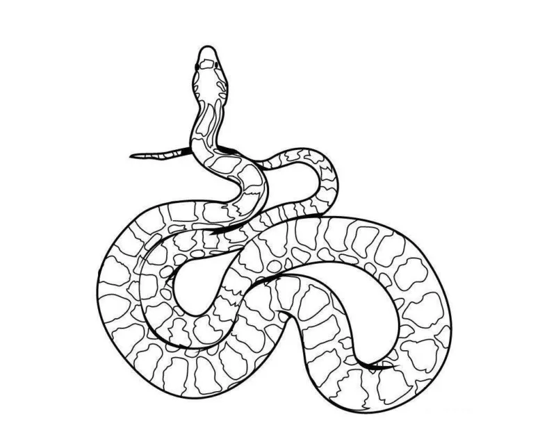Cobras