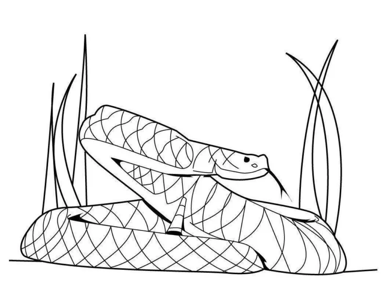 Cobras