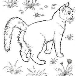 Desenho de Gato fofo para colorir  Desenhos para colorir e imprimir gratis