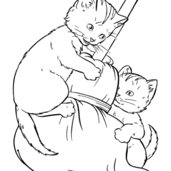 Desenhos de gato para colorir