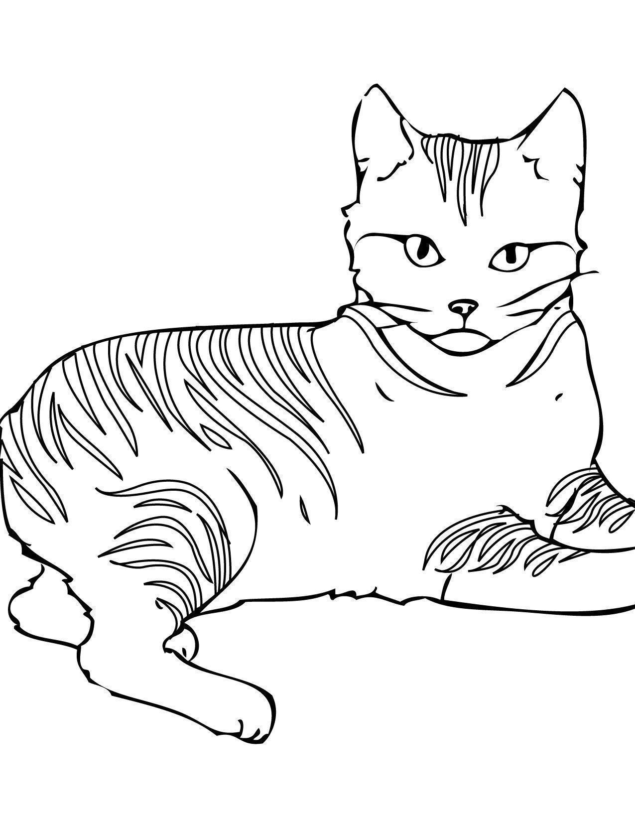 desenho de um gato