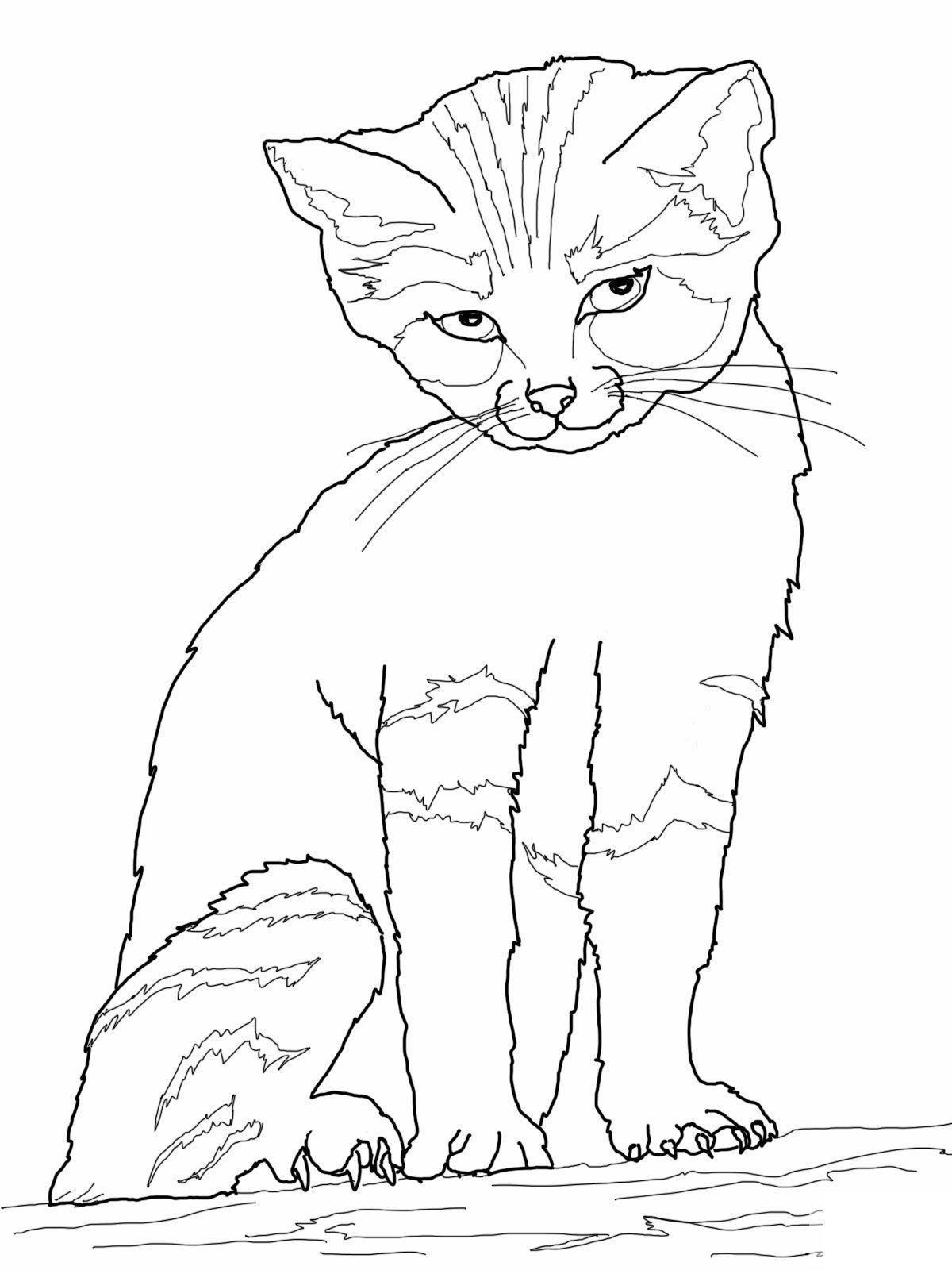 gato em desenho