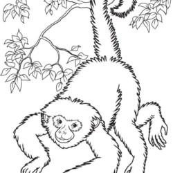 Desenhos para imprimir e colorir: Macaco para colorir