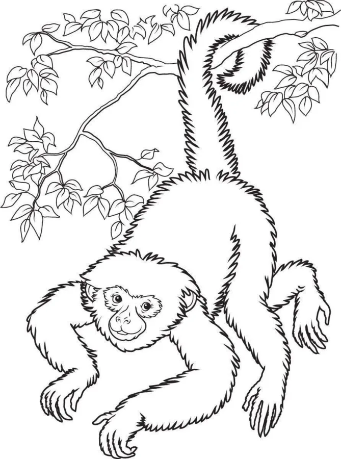 Macacos