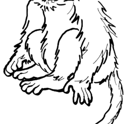 Macaco – Desenhos para Colorir - Desenhos Para Colorir