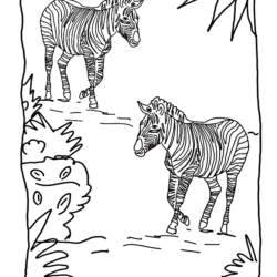 Zebras