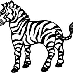 Zebras