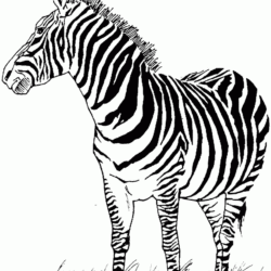 Zebras