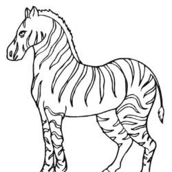 Zebras