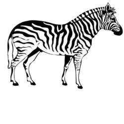 Zebras para imprimir e colorir