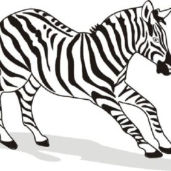 Zebras