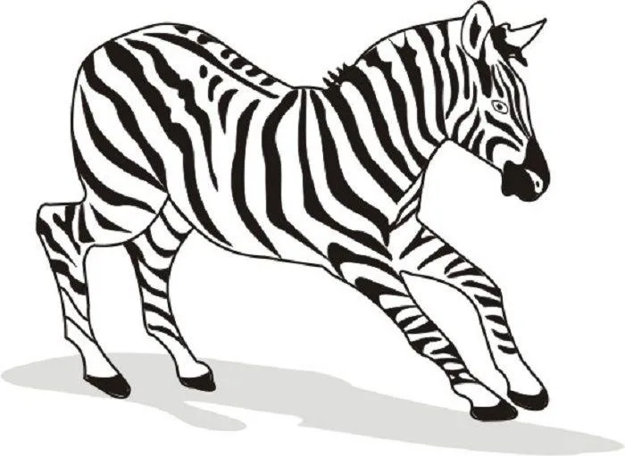 Zebras