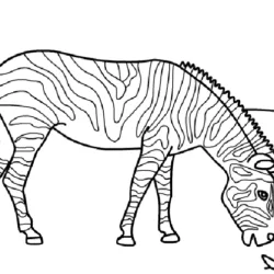 Zebras para imprimir e colorir