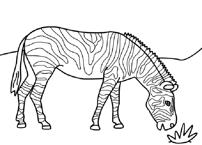 Zebras