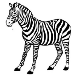 Zebras para imprimir e colorir