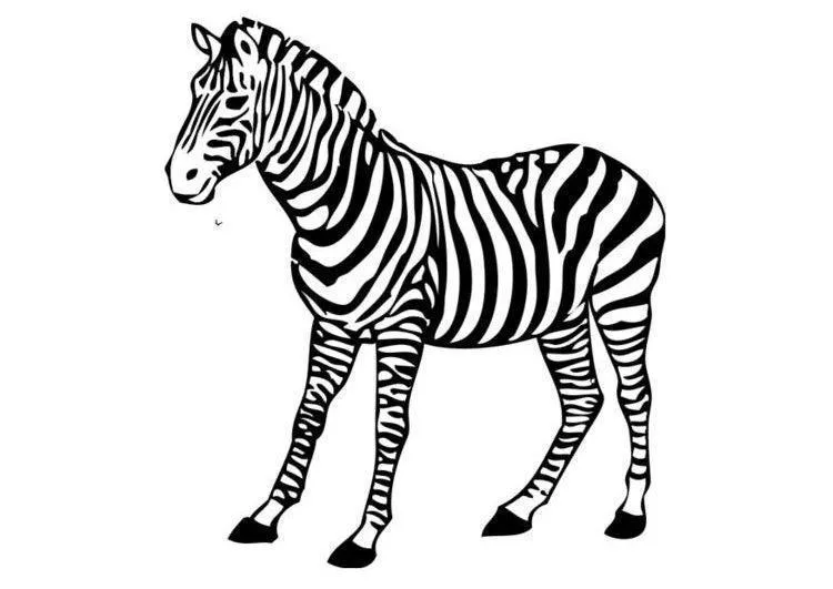 Zebras