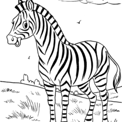 Zebras