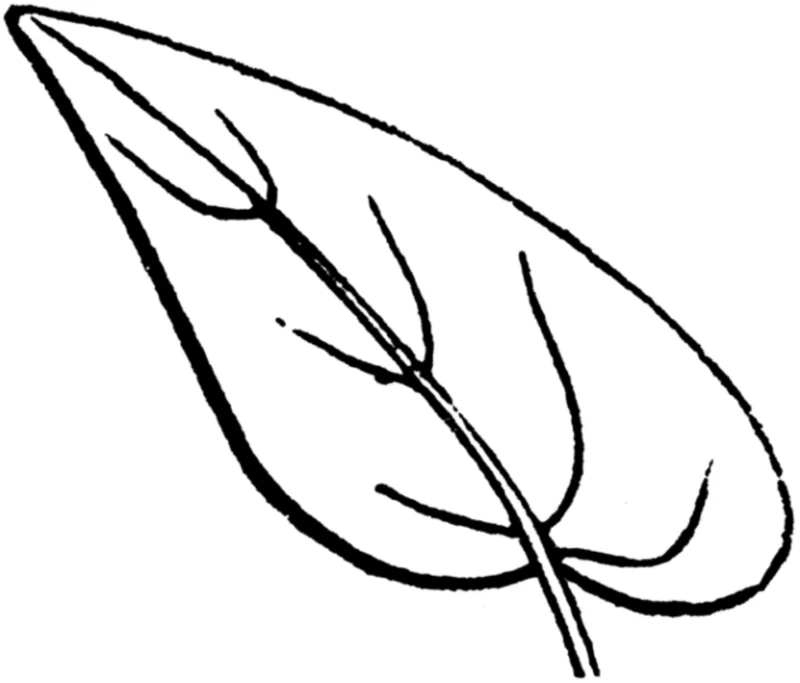 Folhas