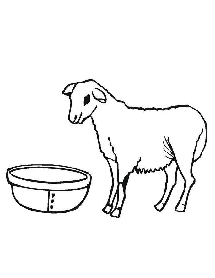 Ovelha
