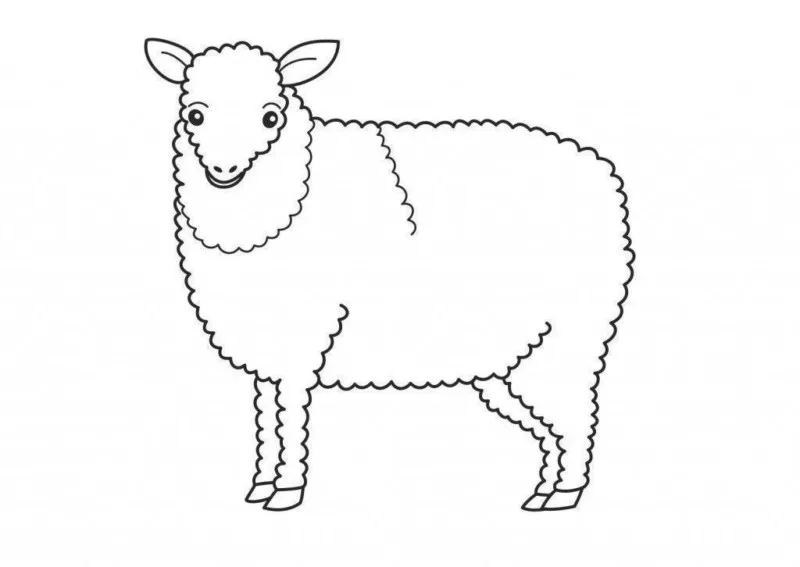Ovelha