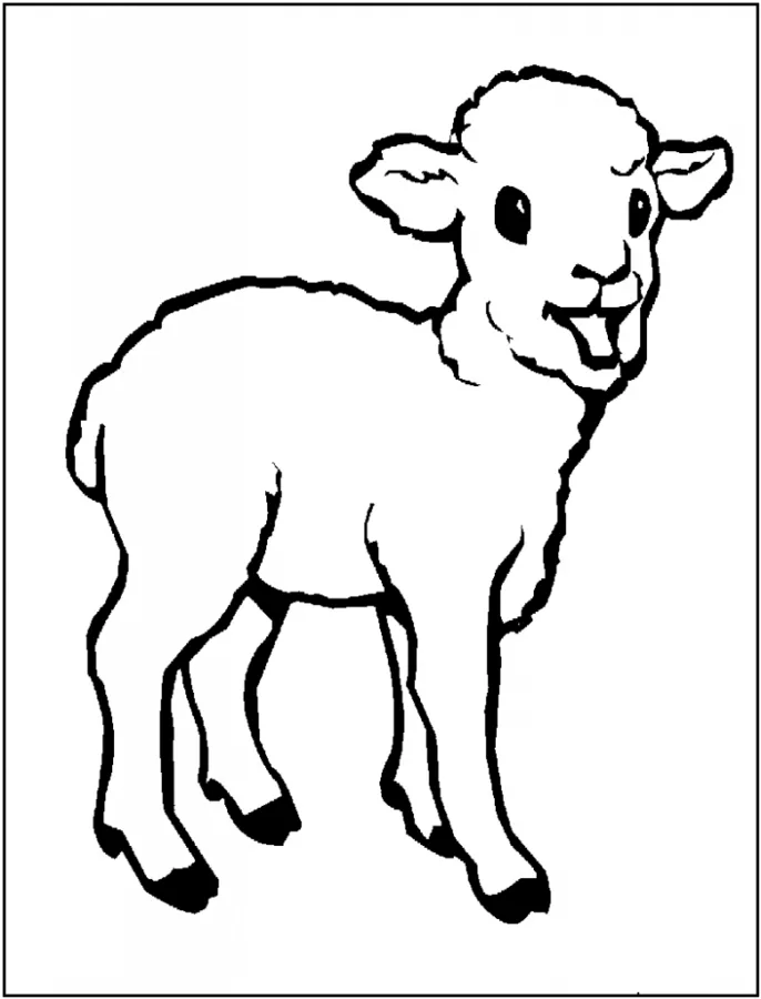 Ovelha