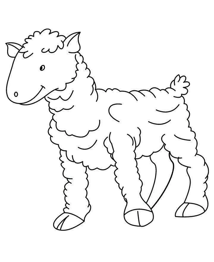 Ovelha
