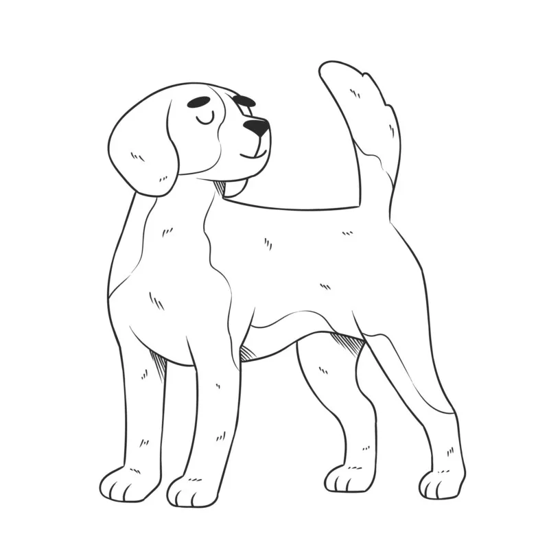 Cachorros