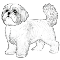 Cachorros