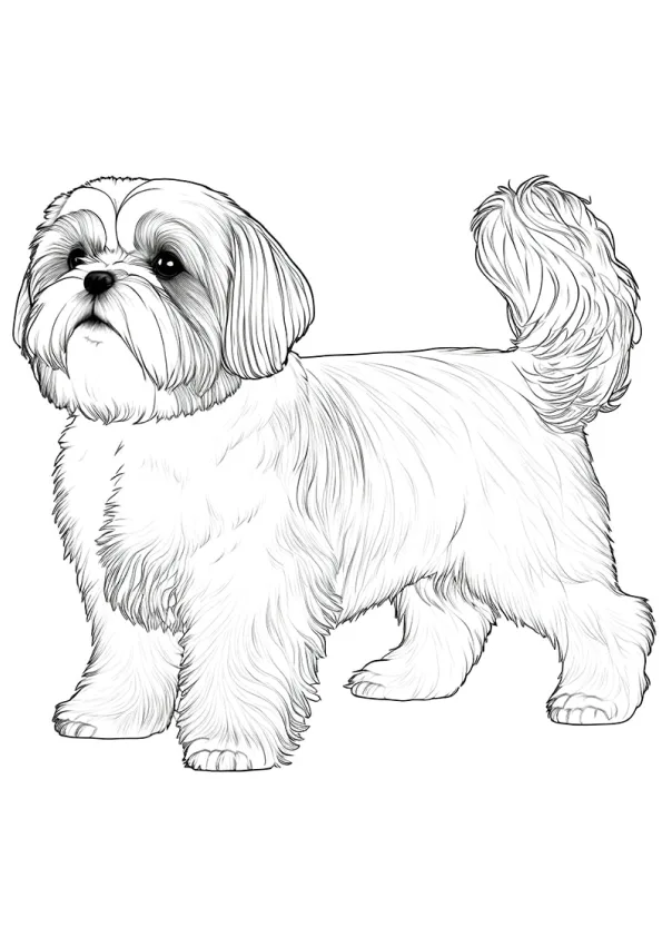 Cachorros