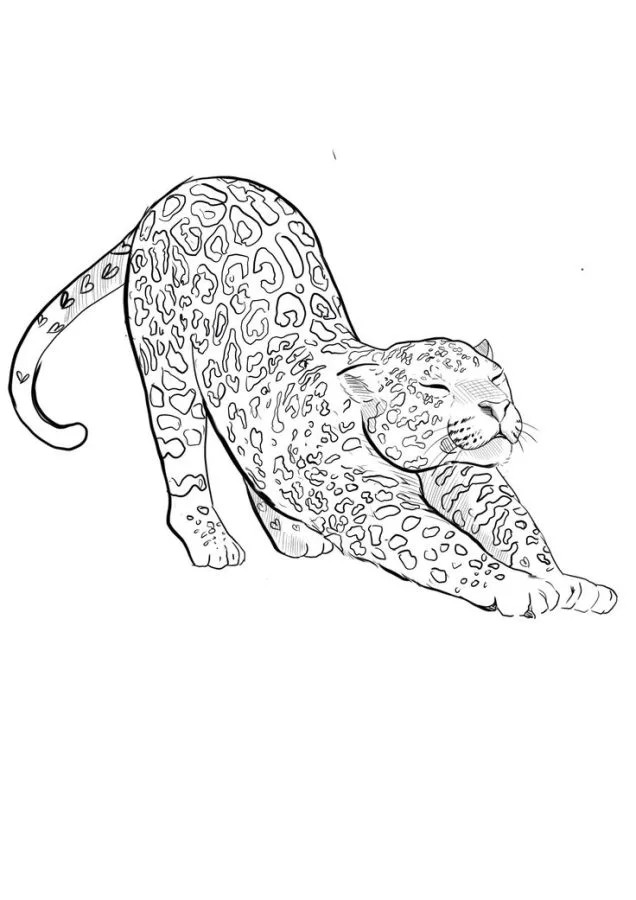 Onça