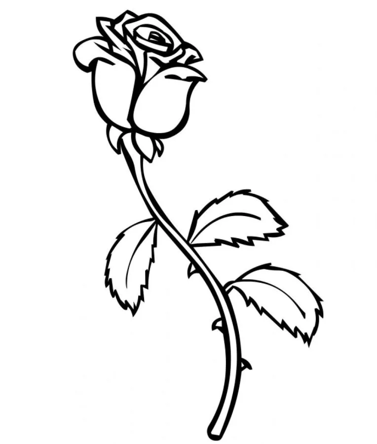Rosa