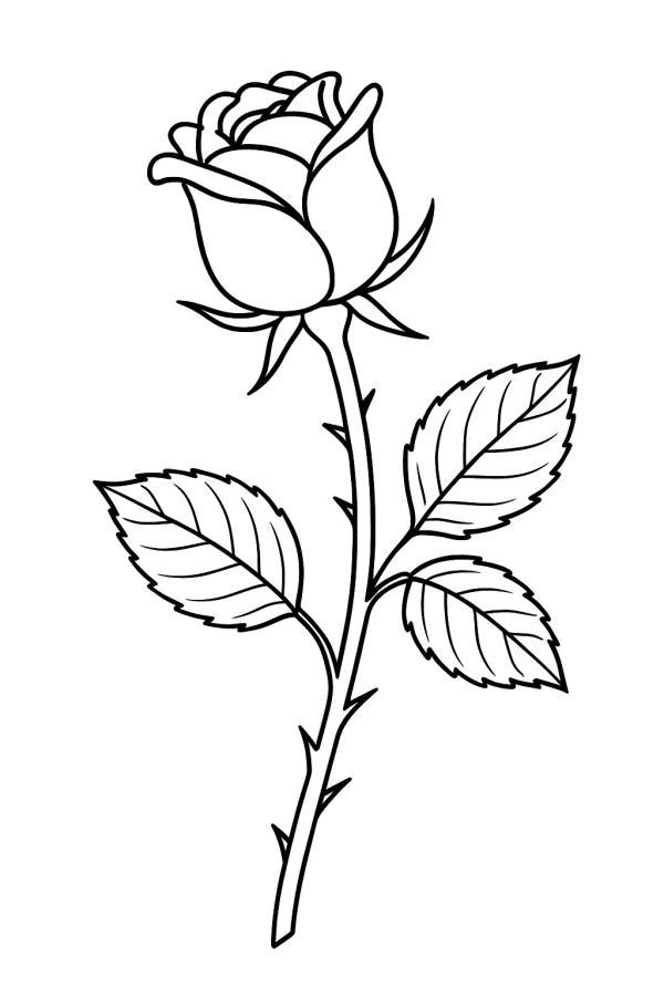 Rosa