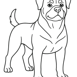 Cachorros