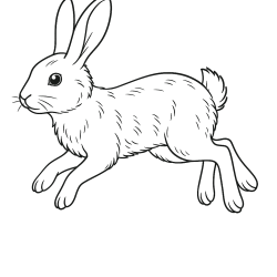 Coelhos