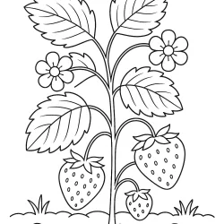 Morango para imprimir e colorir