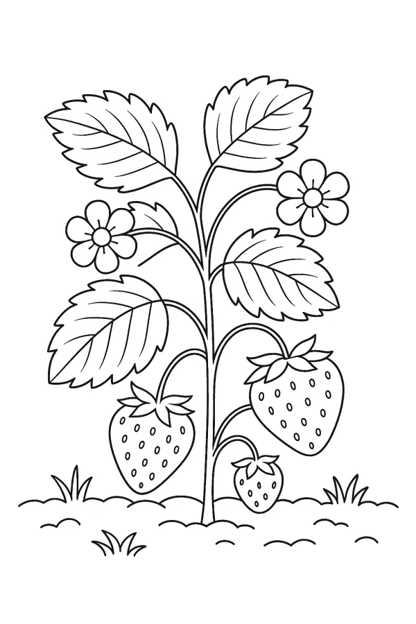 Morango