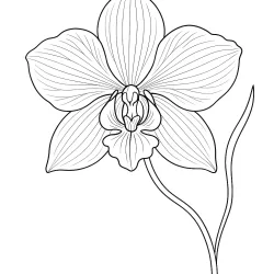 Flor para imprimir e colorir