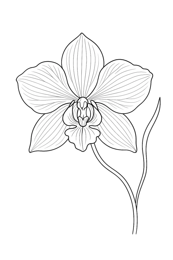 Flor