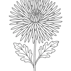 Flor para imprimir e colorir