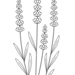 Flor para imprimir e colorir