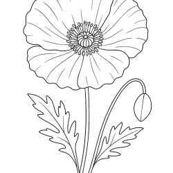 Flor para imprimir e colorir