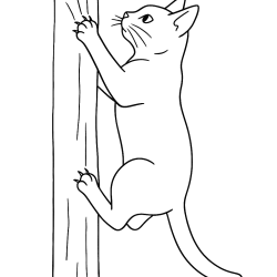 Gatos