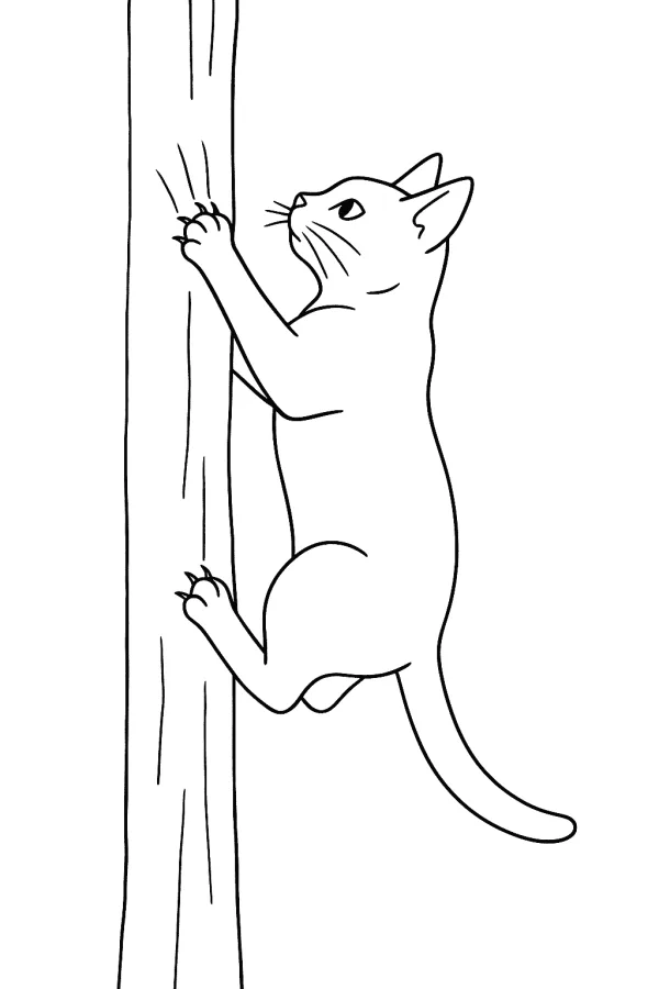 Gato