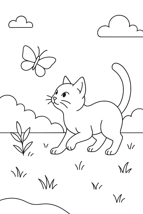 Gato